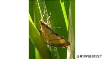 イネの害虫「コブノメイガ」県が6年ぶり発生予察注意報　鹿児島