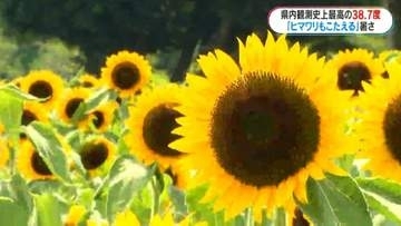 鹿児島県の観測史上最高38.7度　肝付町で記録　鹿児島市ではひまわり見頃