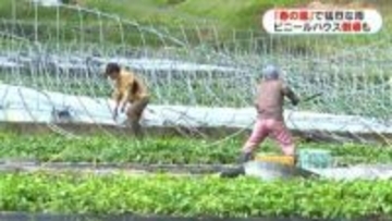 「春の嵐」ビニールハウス17棟倒壊…突風か　未明に猛烈な雨…3月観測史上最大　鹿児島