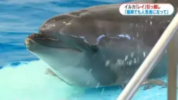 かごしま水族館のハンドウイルカ「レイ」福岡・海の中道へ「福岡でも人気者になって」