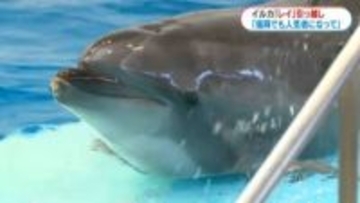かごしま水族館のハンドウイルカ「レイ」福岡・海の中道へ「福岡でも人気者になって」