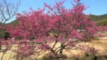 冬晴れの空とピンクの花　ヒカンザクラ見ごろ迎える　いちき串木野市深田地区　鹿児島