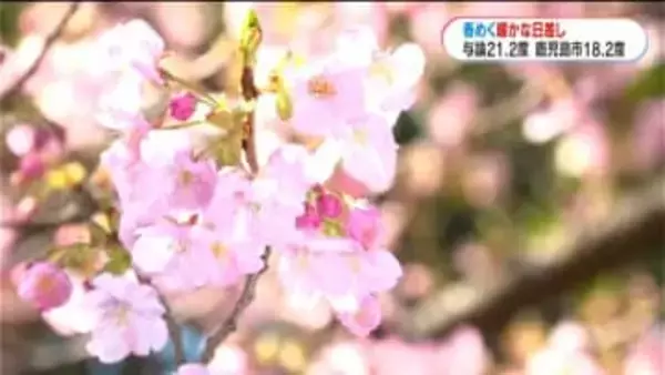 春めく暖かな日　カワヅザクラ５分咲きの木…かわいらしいイチゴの白い花も　鹿児島