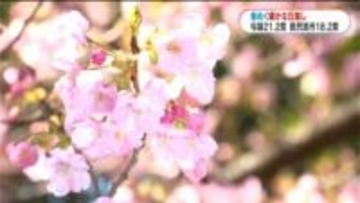 春めく暖かな日　カワヅザクラ５分咲きの木…かわいらしいイチゴの白い花も　鹿児島