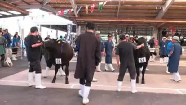 メス牛の大きさや姿勢、体のラインを審査　春の畜産共進会　水迫畜産の不適正表示問題に農家は？　鹿児島