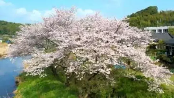 「亡き夫を思う三本桜」鹿児島市川田【亀ちゃんのかごしま撮った！】