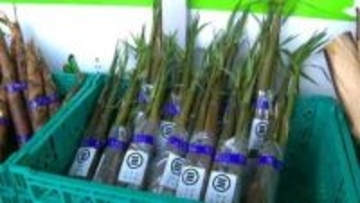 離島の旬なタケノコずらり　アク少なく刺身でもいける“大名タケノコ”開店9分で完売　鹿児島市おいどん市場で販売会