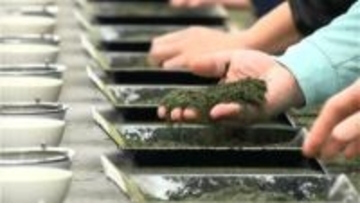 「驚くほどの高値」鹿児島県産荒茶平均価格2.2倍の1919円　平成以降最高値に