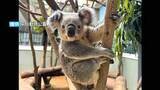 「平川動物公園1歳10か月のコアラ「アース」死ぬ　「若いのにとても残念」飼育数は20匹で国内最多を維持」の画像1
