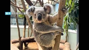 平川動物公園のコアラ「アース」死ぬ　1歳10か月「若いのに残念」国内最多20匹に