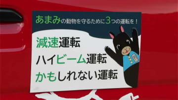 アマミノクロウサギの死亡事故が過去最多に　個体数の増加も一因か　鹿児島