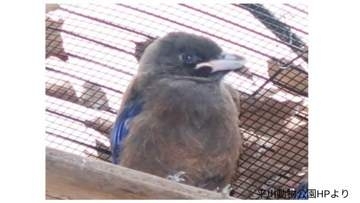 ルリカケス死ぬ　月齢3か月…先月の1羽に続き、3月生まれの2羽とも　平川動物公園