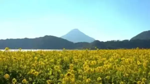 湖のほとりに黄色の春世界　約12万6000本の菜の花　 鹿児島・指宿市