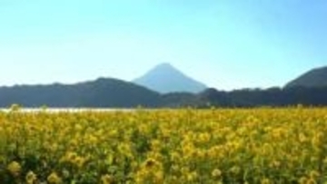 湖のほとりに黄色の春世界　約12万6000本の菜の花　 鹿児島・指宿市