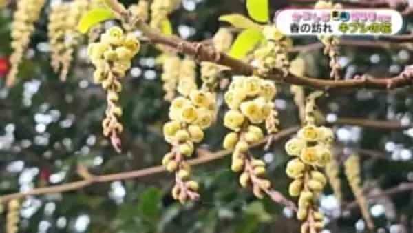 甑島に春の訪れ　キブシの花が見ごろ　鹿児島【かごしま南北600キロ】