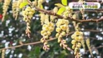 甑島に春の訪れ　キブシの花が見ごろ　鹿児島【かごしま南北600キロ】