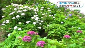 4000株以上のアジサイ見ごろ　鹿屋市「いこいの里園」管理人は86歳　案内板もすべて手作り　鹿児島