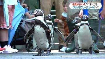 開園以来初“ペンギンに命名”　くちばしカールは「カール」自由気ままは「フリー」　鹿児島