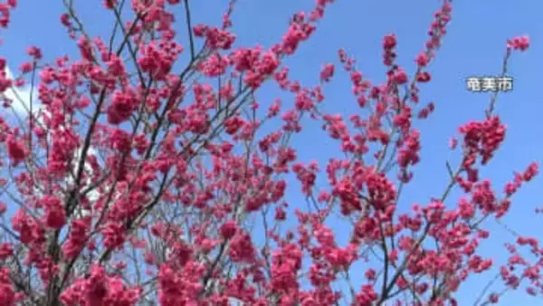 県内各地で20度超える　4月上旬から下旬並みの陽気　鹿児島