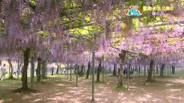 「和気公園の藤の花が見ごろ」霧島市【亀ちゃんのかごしま撮った！】