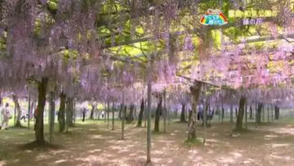 「和気公園の藤の花が見ごろ」霧島市【亀ちゃんのかごしま撮った！】
