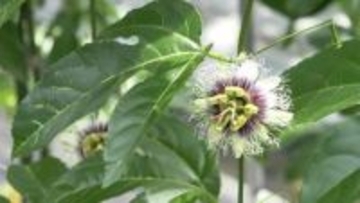 時計草の花開花　パッションフルーツへ　鹿児島