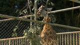 「マサイキリン「ヒマリ」一般公開　平川動物公園　鹿児島」の画像1