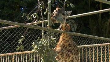 マサイキリン「ヒマリ」一般公開　平川動物公園　鹿児島