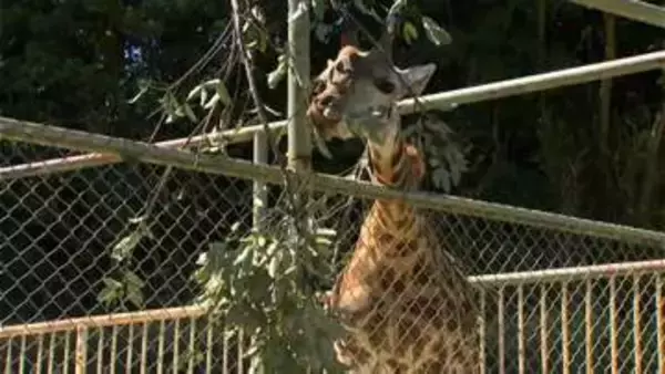 マサイキリン「ヒマリ」一般公開　平川動物公園　鹿児島