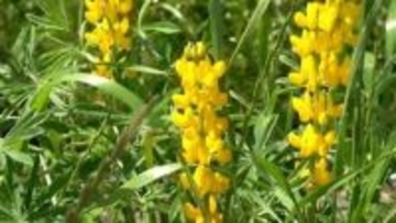 黄色のルーピン100万本鮮やかに　4月中旬まで見ごろ　東串良町・柏原海岸　鹿児島