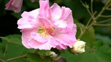 1日で白からピンクに移り変わる“スイフヨウ”が見ごろ