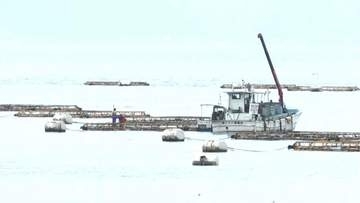 鹿児島湾に赤潮警報　養殖ブリへの被害警戒