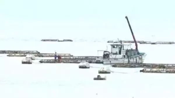 鹿児島湾に赤潮警報　養殖ブリへの被害警戒