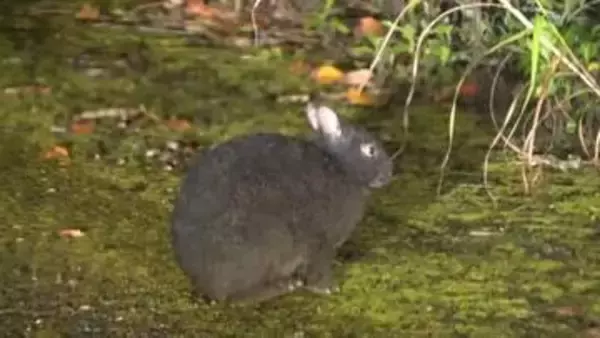 交通事故死185匹で最多…アマミノクロウサギ　生息数増加「車運転に注意」　鹿児島