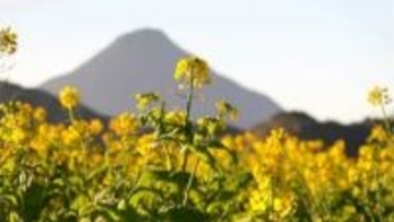 指宿市で早くも春の景色が…菜の花の初摘み取り・初出荷「温かみを感じて」　鹿児島