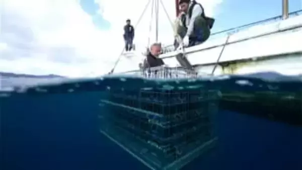 「まろやかになって飲みやすい」ワインを大島海峡の海底で熟成　鹿児島・奄美大島