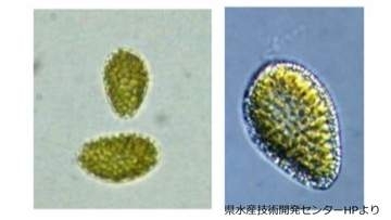 鹿児島湾に赤潮警報　有害プランクトン増殖で注意報から引き上げ