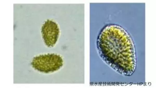 鹿児島湾に赤潮警報　有害プランクトン増殖で注意報から引き上げ