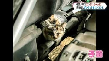 梅雨時期に注意　エンジンルームに猫！猫チェックの徹底を　鹿児島
