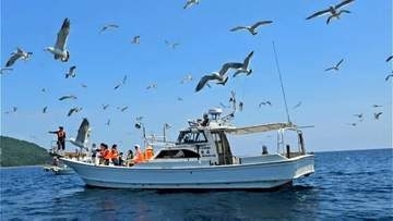 甑島が繁殖の南限　ウミネコのクルージングに感動　鹿児島