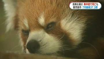 7月観測史上最高“鹿児島市37.3度”動物園では人も動物も暑さ対策