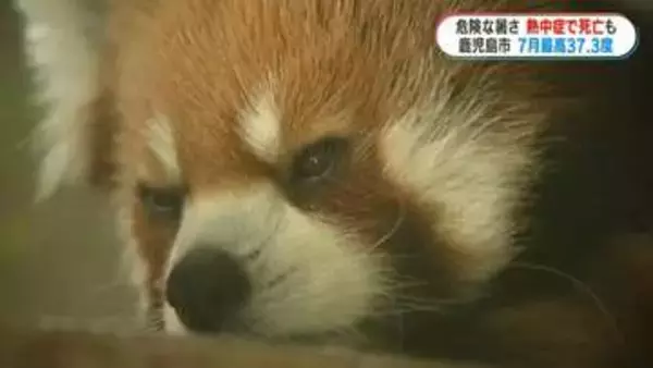 7月観測史上最高“鹿児島市37.3度”動物園では人も動物も暑さ対策