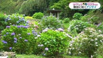青、白、ピンク…500株以上が見ごろに　日置市日吉町・石垣棚田のアジサイ【かごしま南北600キロ】