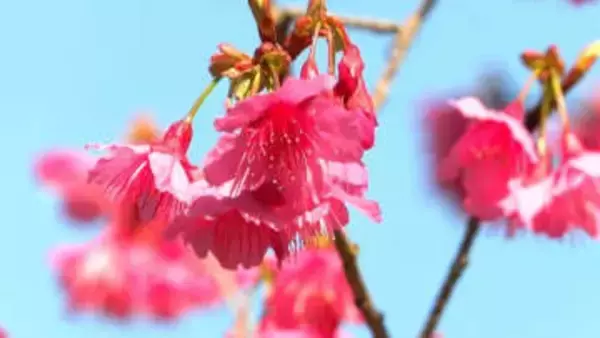 きょう2月4日立春　春の足音　奄美ではヒカンザクラ咲く