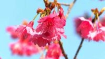 きょう2月4日立春　春の足音　奄美ではヒカンザクラ咲く