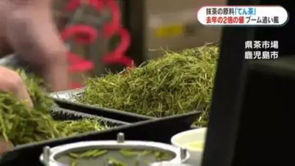 世界的な抹茶ブームで「てん茶」生産量急増　取引価格は去年の2倍…「とにかくお茶が足りない」　鹿児島