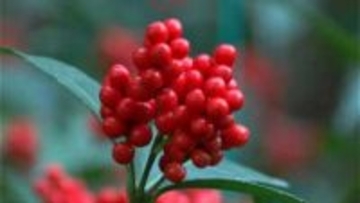 「今までのうちで一番最高」鹿児島県霧島市　センリョウ　鋏入れ式