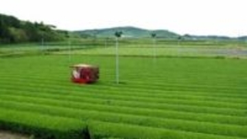 かごしま この1年「経済」かごしま茶日本一に沸くもトランプ関税や物価高騰に翻弄