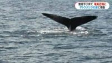 目の前に体長15メートルの大迫力　奄美近海にザトウクジラ　冬の観光の目玉「ホエールウォッチング」最盛期
