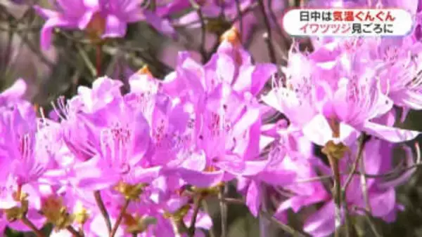 イワツツジ60年で100本に「東京に進学する孫のはなむけに」鹿児島市の民家で見ごろ